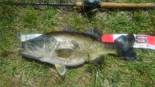 ブラックバスの釣果