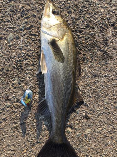 セイゴ（マルスズキ）の釣果