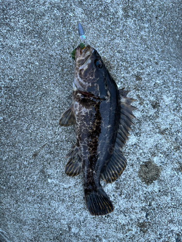 タケノコメバルの釣果