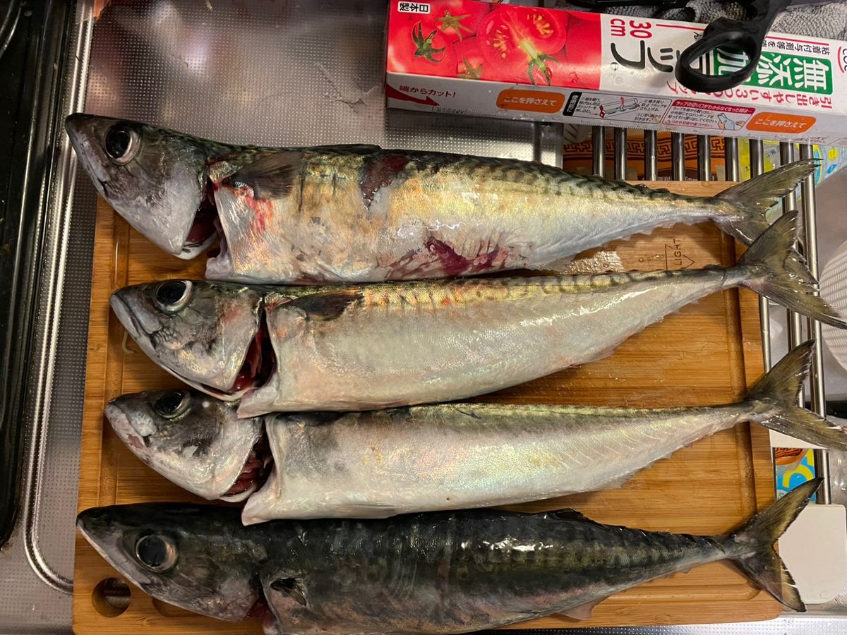 タカシンさんの釣果 2枚目の画像