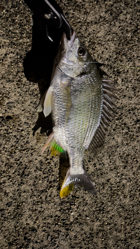 キビレの釣果