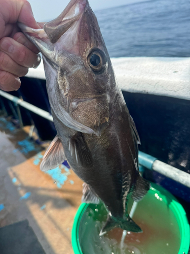 アラの釣果