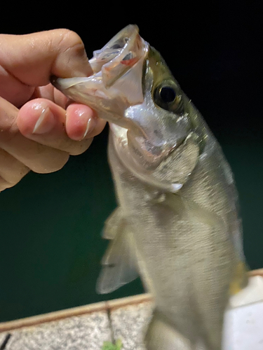 セイゴ（ヒラスズキ）の釣果