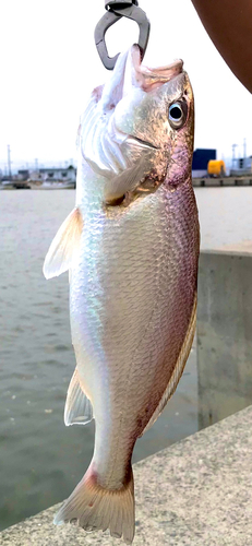 イシモチの釣果