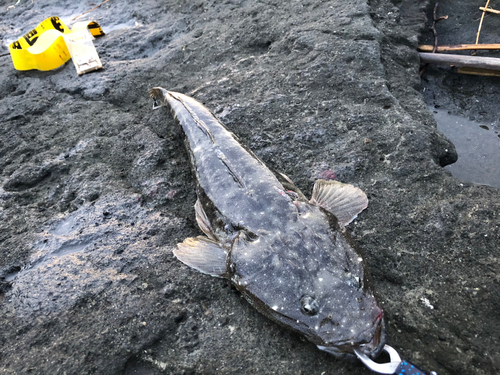 マゴチの釣果