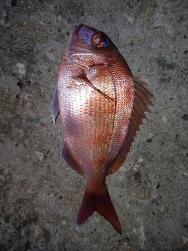 マダイの釣果