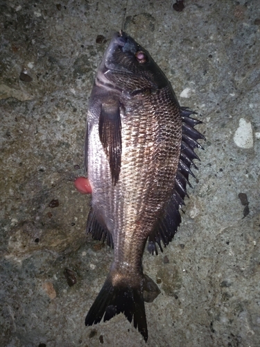 クロダイの釣果