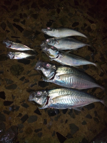 アジの釣果