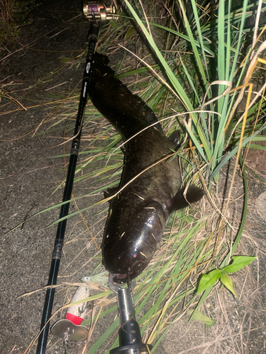 ナマズの釣果