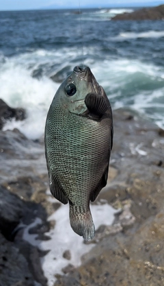 メジナの釣果