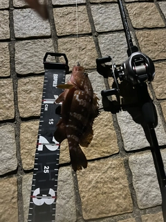 キジハタの釣果