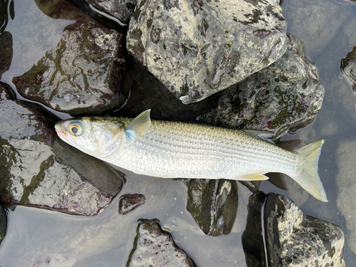 ボラの釣果