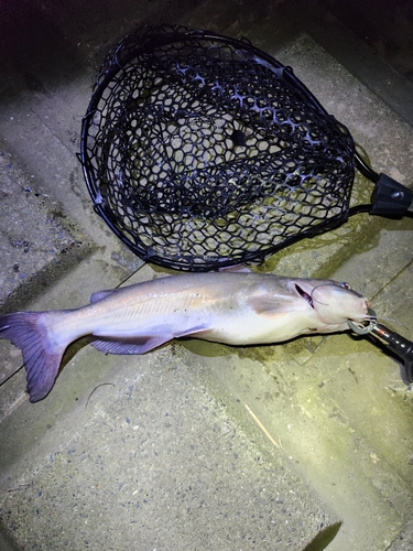 アメリカナマズの釣果