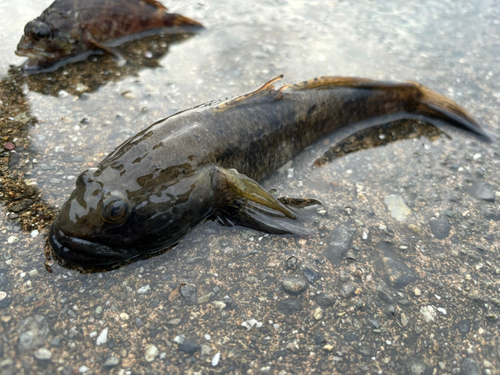 ハゼの釣果