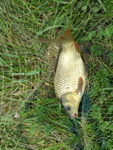 コイの釣果