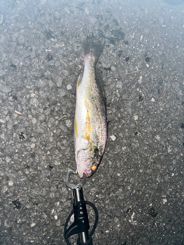 イシモチの釣果