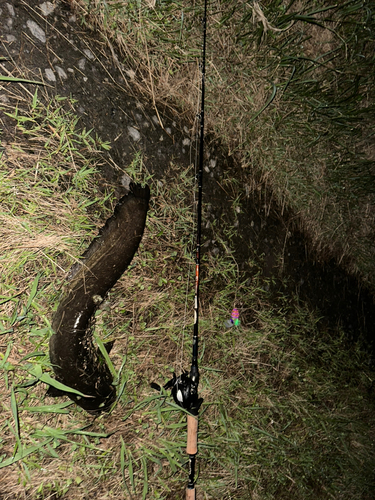 マナマズの釣果