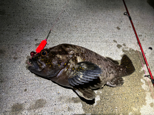 オウゴンムラソイの釣果