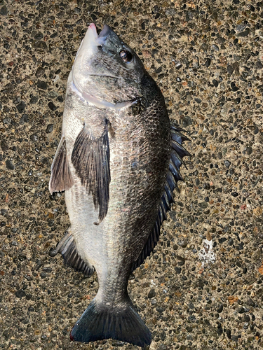 クロダイの釣果