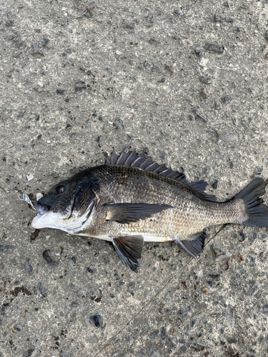 クロダイの釣果