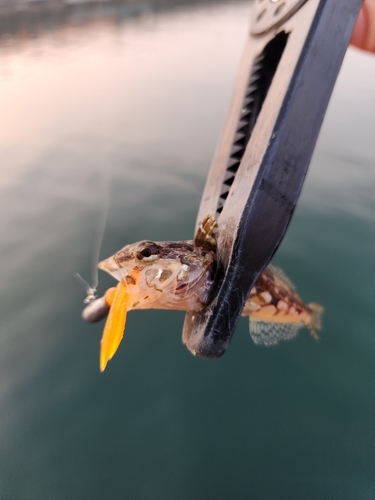 アナハゼの釣果