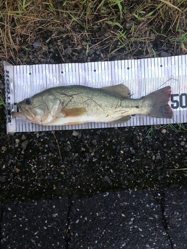 ブラックバスの釣果