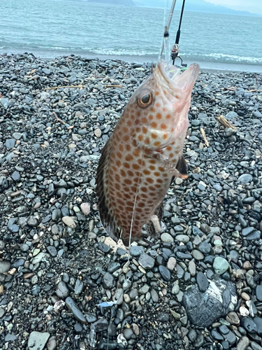 オオモンハタの釣果