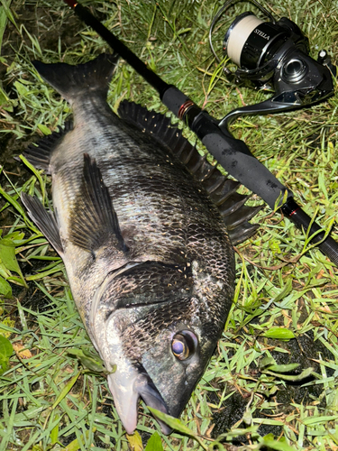 クロダイの釣果