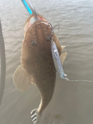 マゴチの釣果