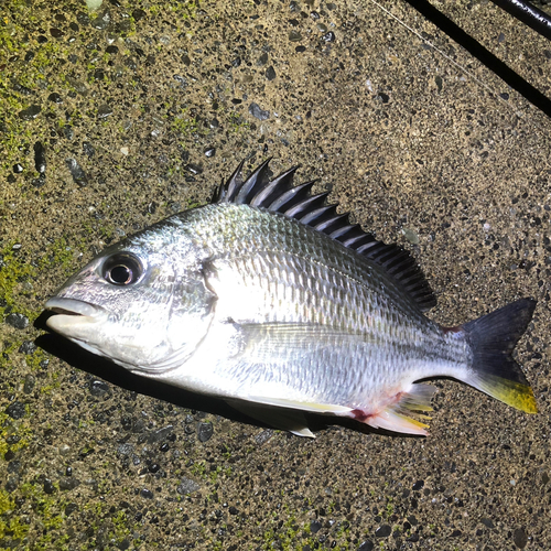 キビレの釣果