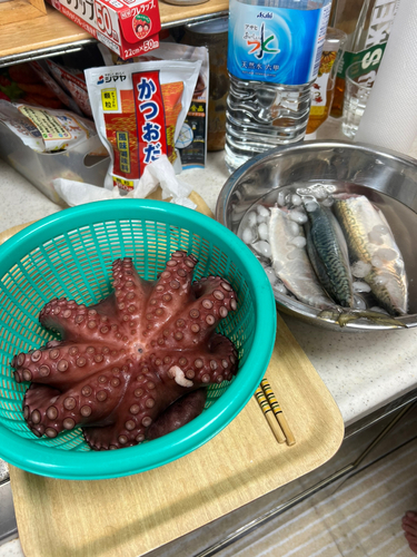 サバの釣果