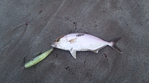 ショゴの釣果