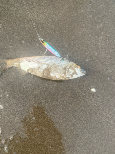 コノシロの釣果