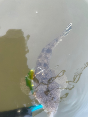 マゴチの釣果