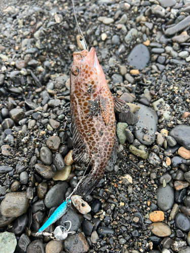 オオモンハタの釣果