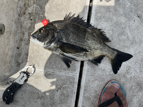 クロダイの釣果