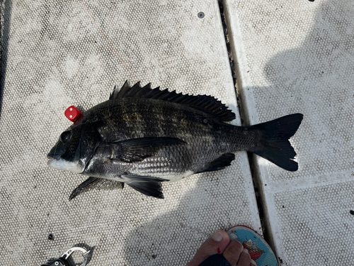 クロダイの釣果