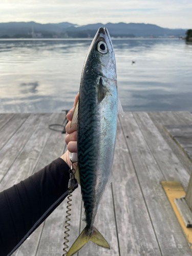 サバの釣果