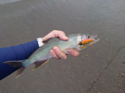 ハスの釣果