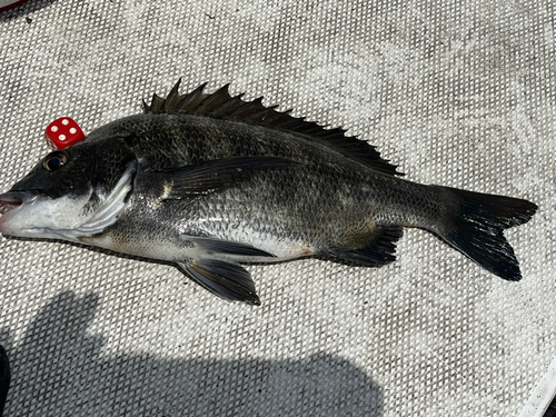 クロダイの釣果