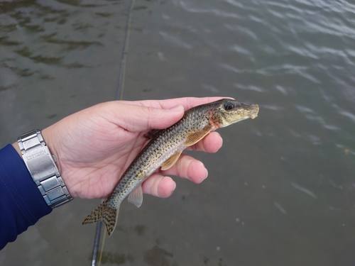 カマツカの釣果