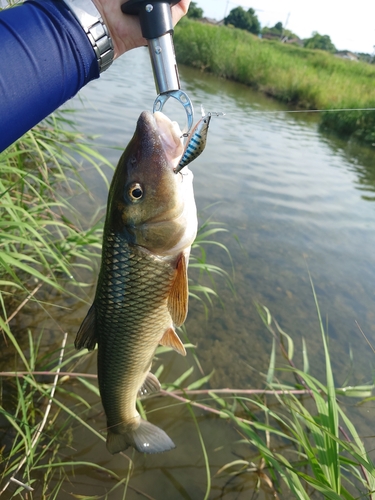 ニゴイの釣果