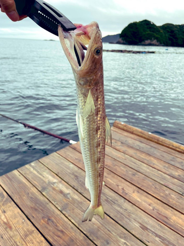 エソの釣果