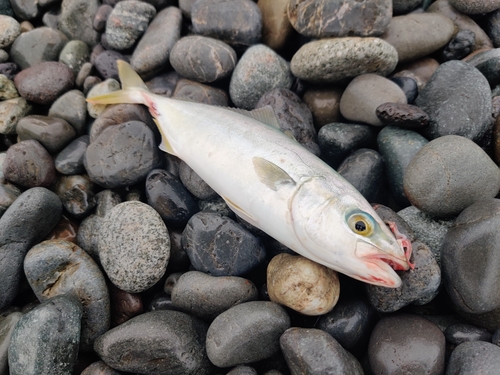 ワカシの釣果