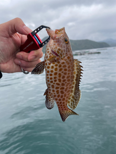 オオモンハタの釣果