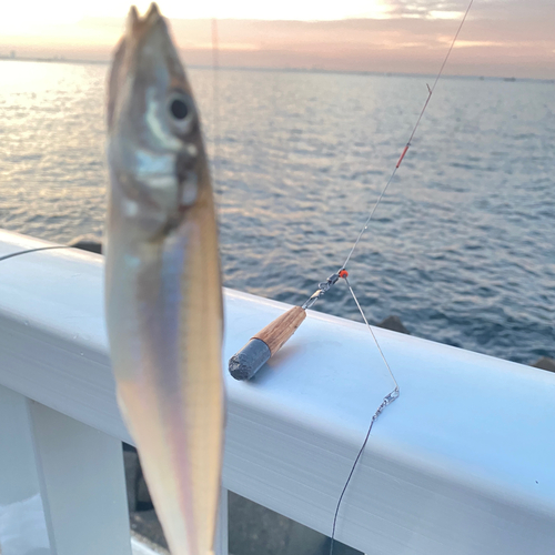 シロギスの釣果