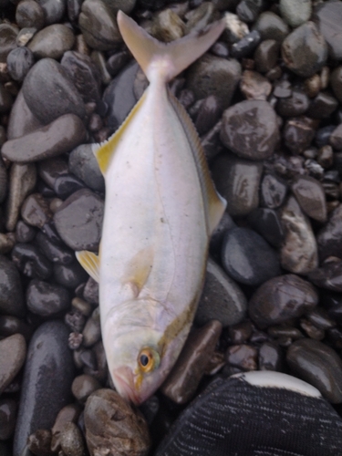 ショゴの釣果