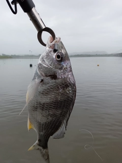 キビレの釣果