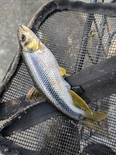 カワムツの釣果