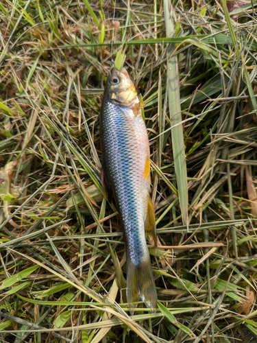 カワムツの釣果